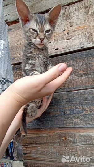 Донской сфинкс котята