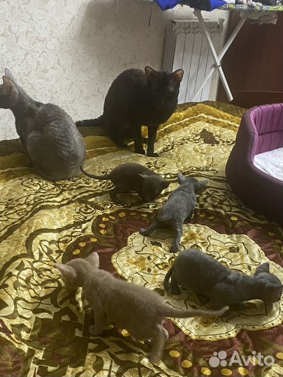 Корниш-рекс