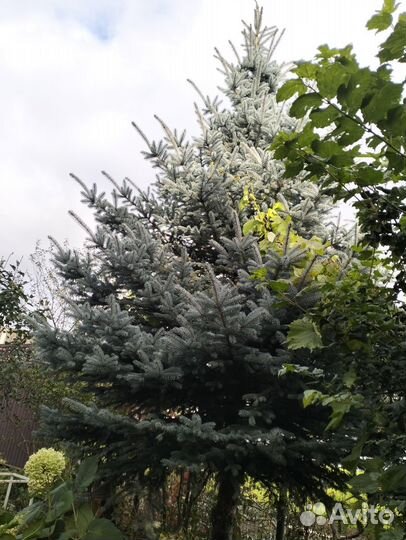 Елка к новому году