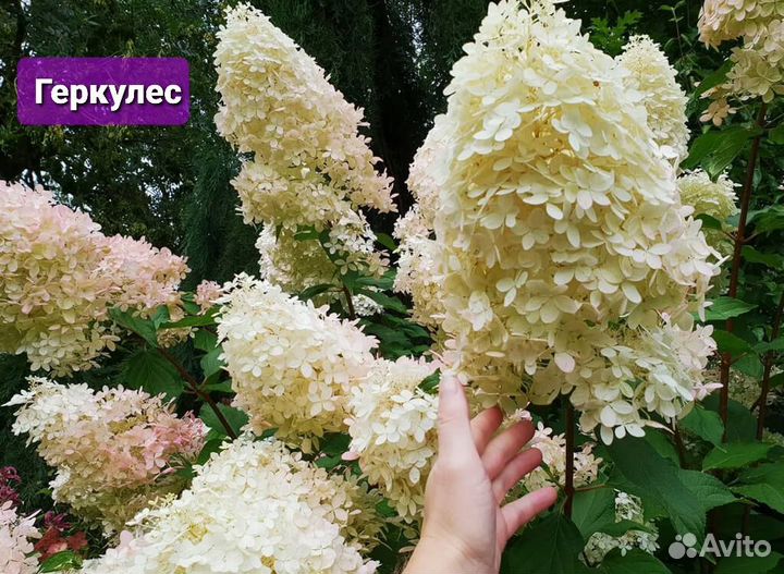 Гортензия Геркулес