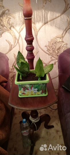 Сансевиерия щучий хвост