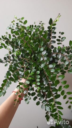 Папоротник Пиллея Круглолистная Ротундифолия