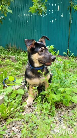 Мхат из леса (похож на овчаренка)