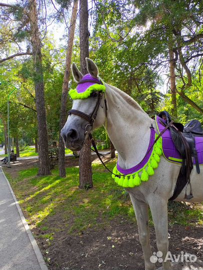 Прогулки на лошадках