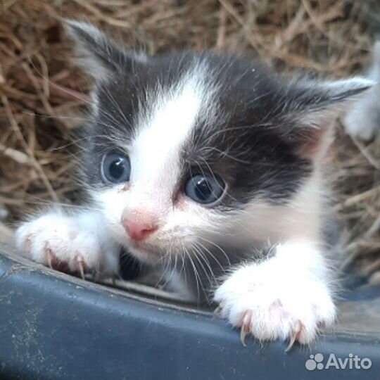 Котята крысоловы