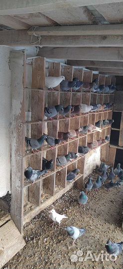Продам спортивных голубей