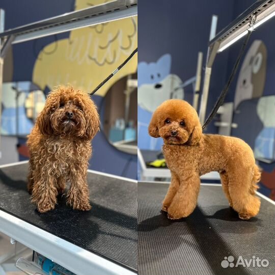 Грумер. Стрижки. Экспресс-линька. Выезд на дом