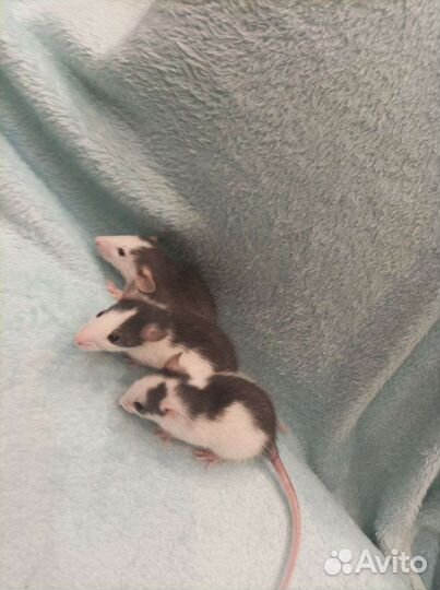 Крыса дамбо