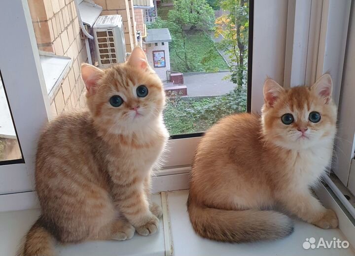 Золотые британчики- goldn bri