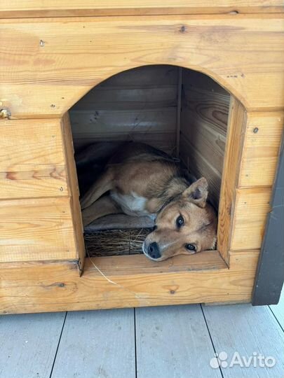 Собака в добрые руки отдам бесплатно