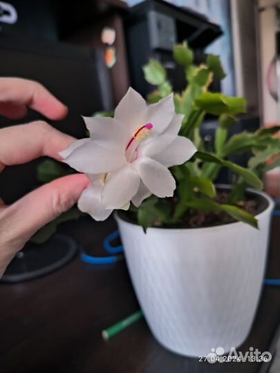 Декабрист белый