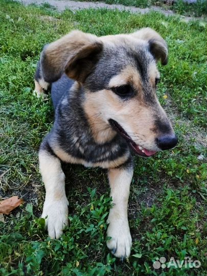 Щенок ищет дом