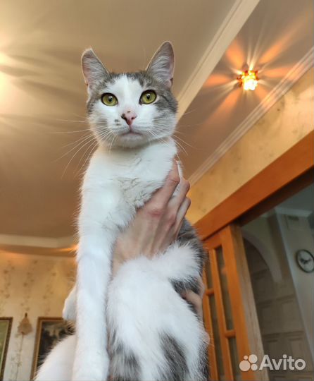 Котик бесплатно в добрые руки