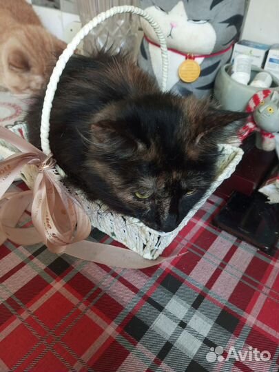 Кошка в дар бесплатно