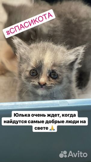 Отдадим котят в добрые руки