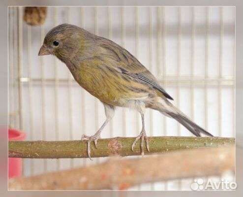 Кенар, канарейка