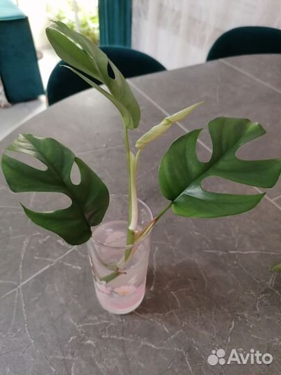 Сингониумы сортовые