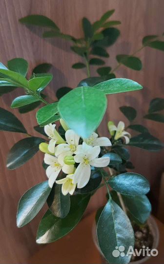 Муррайя метельчатая (сеянцы)