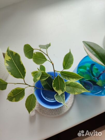 Эпипремнум неон, традесканция, каллизия, фикус