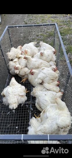 Куры бройлер тушки мясо