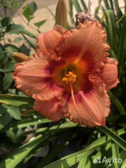 Продам лилейники