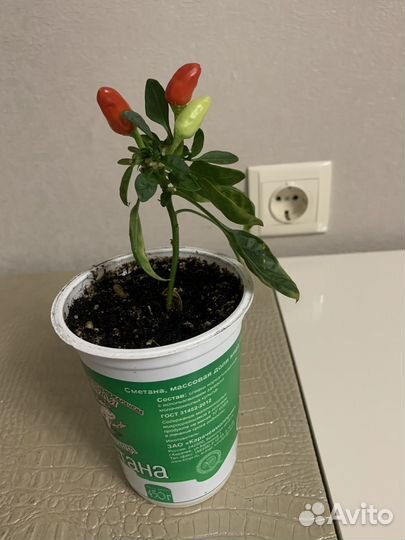 Перец многолетний комнатный острый