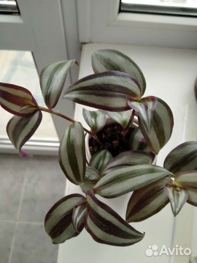 Букет традесканций