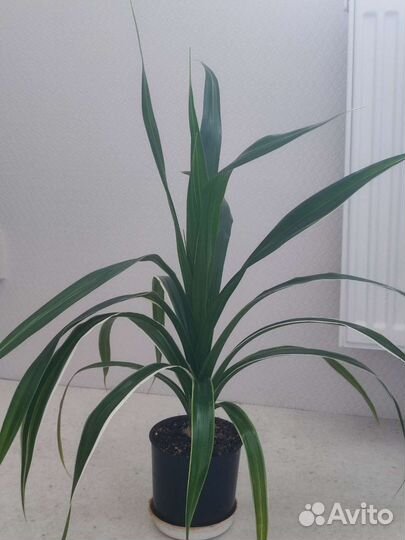 Фикусы, панданус