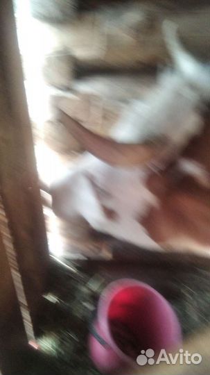 Молоденькая коровка