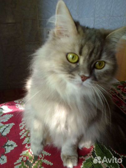 Кошки в добрые руки