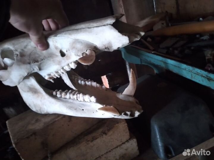Череп кабана