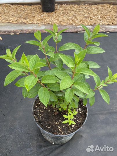 Гортензия двухлтнее бобо (BoBo)