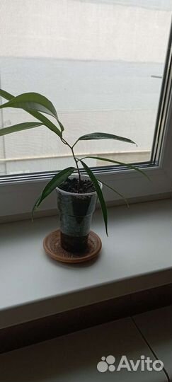 Фикусы Али и Барок, Полисциас