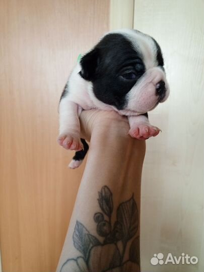 Щенки бостон терьер