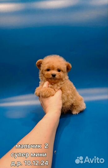 Maltipoo Тедди, мини мальчик