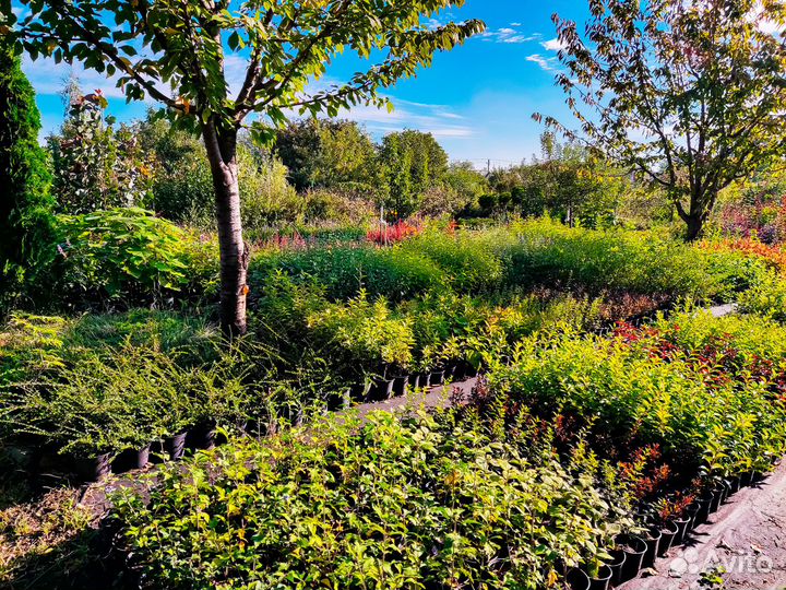 Декоративные растения, хвойные, кустарники, травы