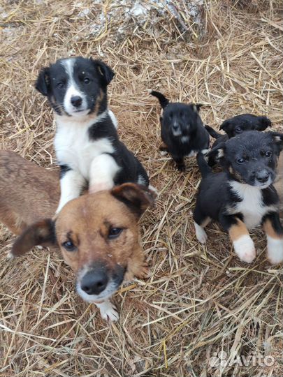 Щенки