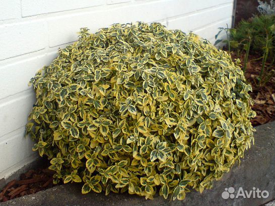 Бересклет Форчуна Эмеральд Голд, зкс п9