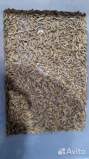 Мучной червь