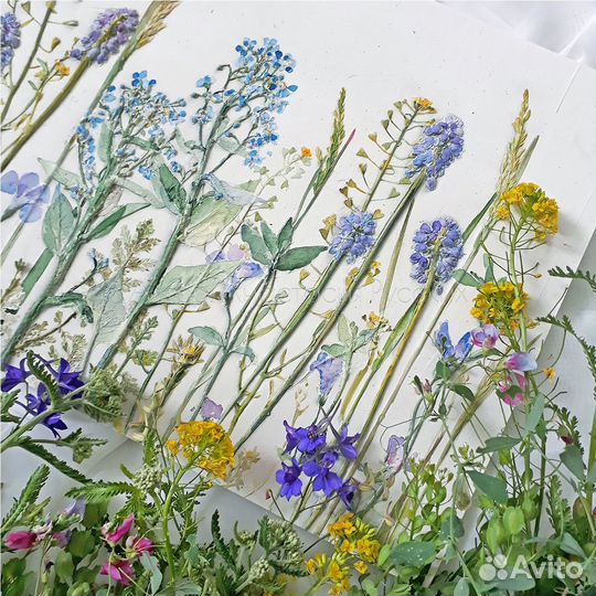 Ботанический барельеф 