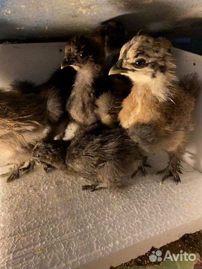 Китайские шелковые подрощенные цыплята