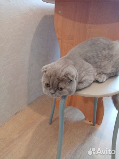 Котика в добрые руки отдам