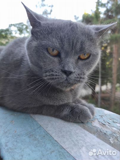 Британская кошка