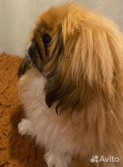 Вязка пекинес