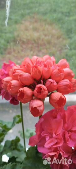 Пеларгония герань