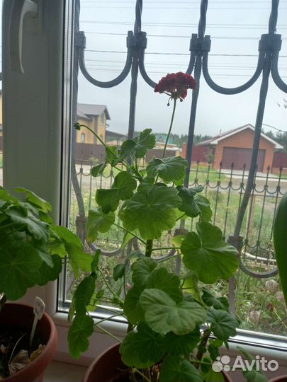 Пеларгония герань
