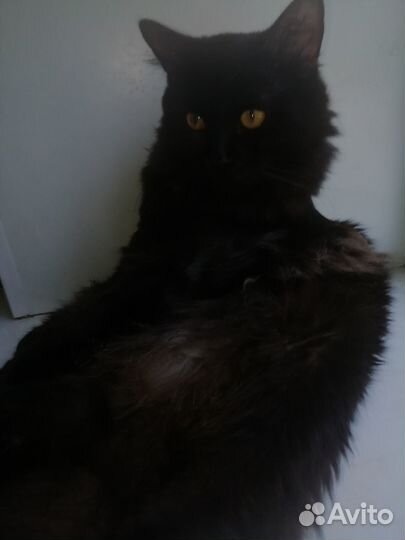 Отдам котика в добрые руки