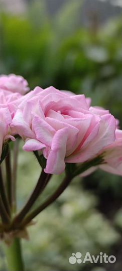 Пеларгония Букет Невесты