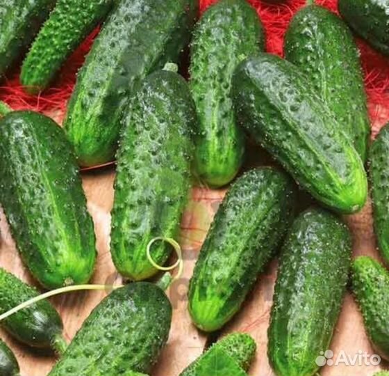 Огурчики Герман семена