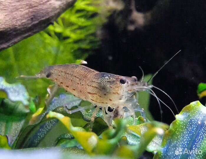 Креветки Амано (Caridina multidentata)